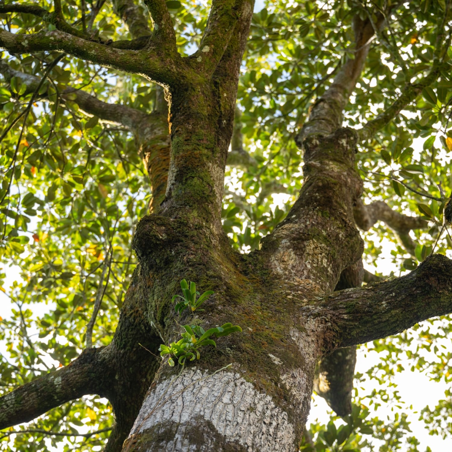 endemic trees of Mauritius, native trees Mauritius, Black Ebony tree, Bois de Natte tree, Vallé advenature park, Mauritian flora