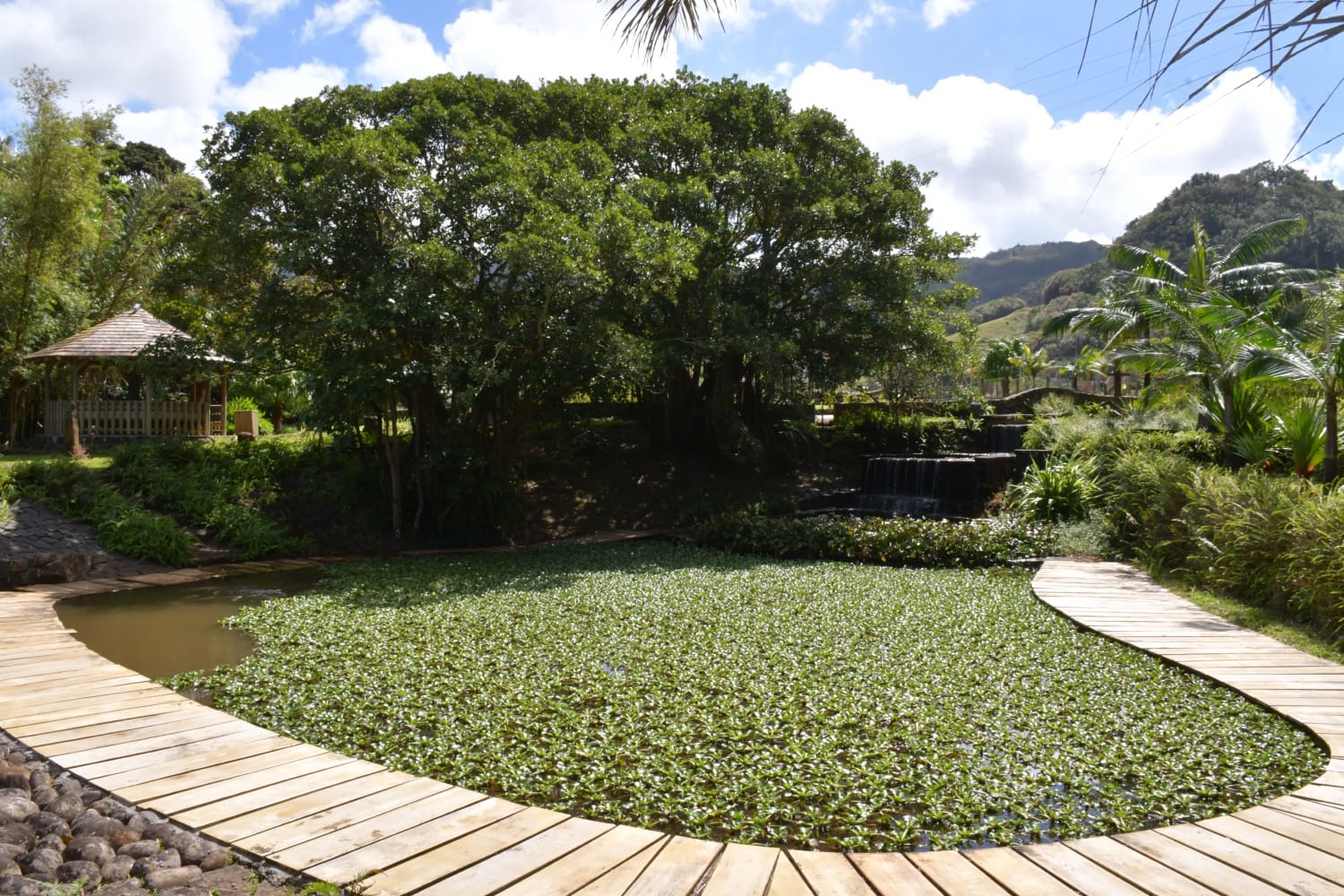rock garden in Mauritius, Vallé Rock Garden, Zen garden Mauritius, nature retreat, peaceful garden Mauritius