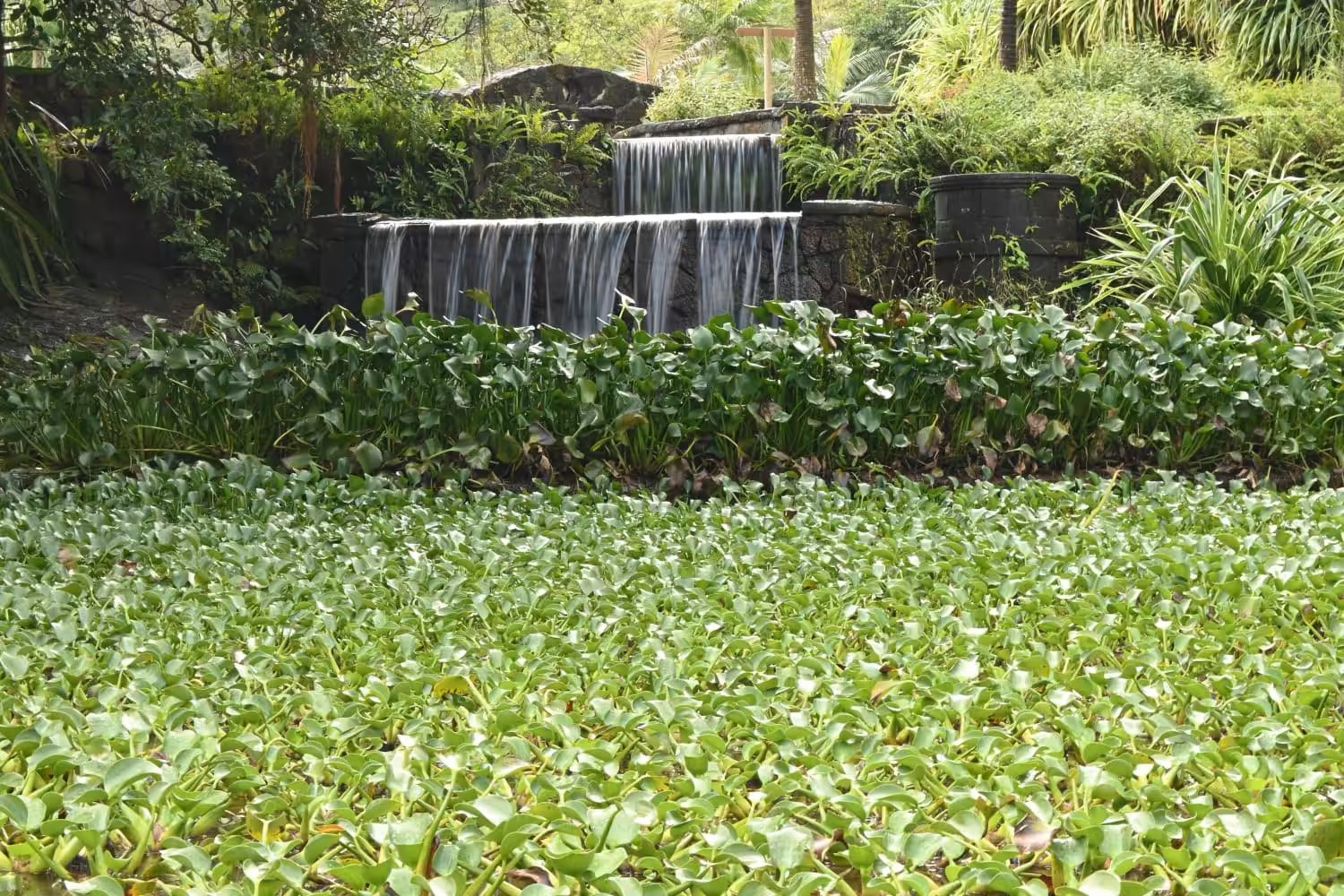 rock garden in Mauritius, Vallé Rock Garden, Zen garden Mauritius, nature retreat, peaceful garden Mauritius